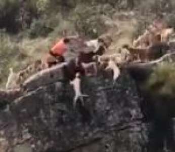 Douze chiens et un cerf tombent d'une falaise pendant une chasse à courre (Espagne)