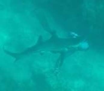 Un chasseur sous-marin est mordu à la tête par un requin (Bahamas)