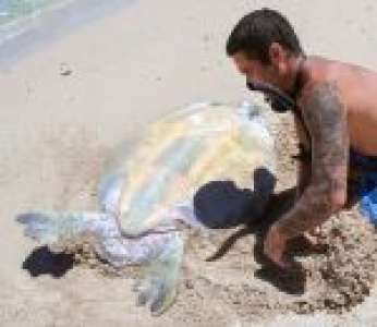 Il sauve une tortue marine bloquée sur le dos