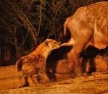 Une hyène attaque un buffle en lui tirant les testicules (Afrique)