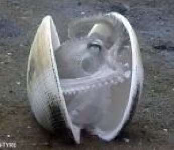 Une petite pieuvre se cache à l’intérieur d'une coquille (Indonésie)