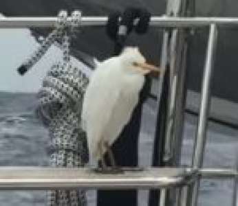 Un oiseau se balance sur un bateau dans l'océan Atlantique