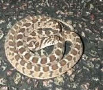 Un serpent inoffensif imite le son d'un serpent venimeux pour éloigner les prédateurs