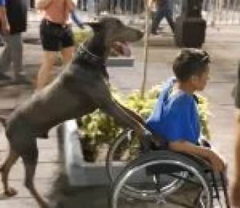 Un chien pousse un homme en fauteuil roulant (Mexique)