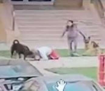 Une femme utilise son corps pour protéger un enfant contre l'attaque de deux chiens (Égypte)
