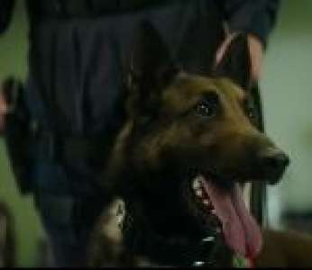 Un chien policier a repéré une personne suspecte dans un aéroport (Campagne de sensibilisation pour Animalife)