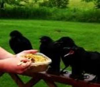 L'heure du petit déjeuner pour des bébés corbeaux orphelins