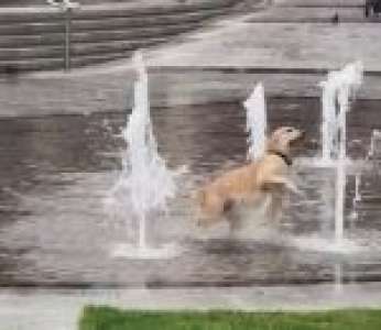 Un chien s'amuse à attraper les jets d'eau des fontaines