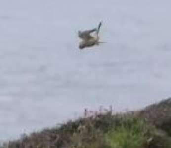 Un faucon crécerelle en vol stationnaire face au vent (Pays de Galles)