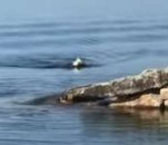 Un pygargue à tête blanche nage dans un lac jusqu'à la rive (États-Unis)