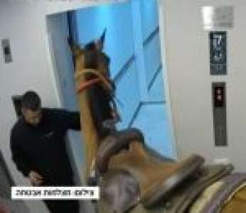 Deux hommes font entrer un cheval dans un ascenseur (Israël)