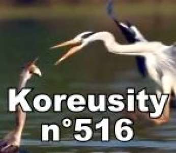 Bon weekend avec Koreusity n°516 un zap de 64 vidéos insolites