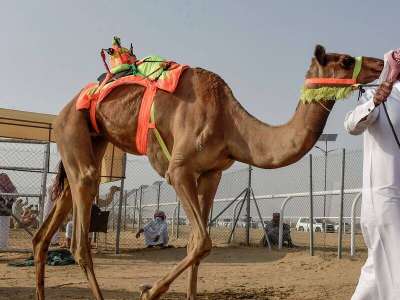 Arabie saoudite  Un chameau loué 6,8 M$ pour 48 heures