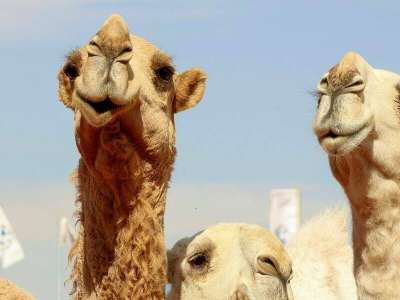 Arabie Saoudite  Un «hôtel» de luxe pour chameaux