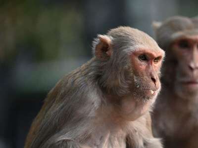 Lors d’un accident de la route aux É.-U.  Des singes évadés sont retrouvés et euthanasiés