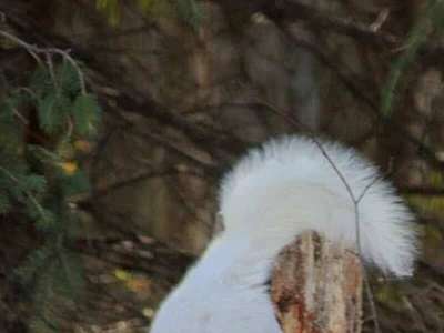 Probable mutation génétique  De rares écureuils blancs vus au nord de Montréal