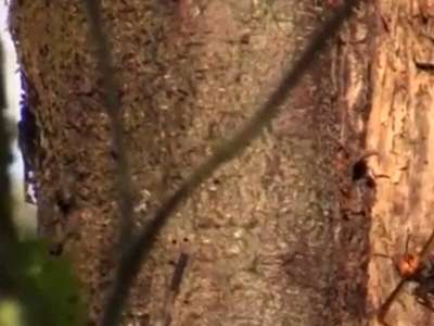 Un premier nid de frelons meurtriers découvert aux États-Unis