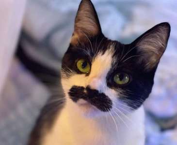 Buzz  La nouvelle «Queen» du web: un chat à moustache