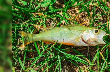 Insolite  Des poissons tombés du ciel au Texas