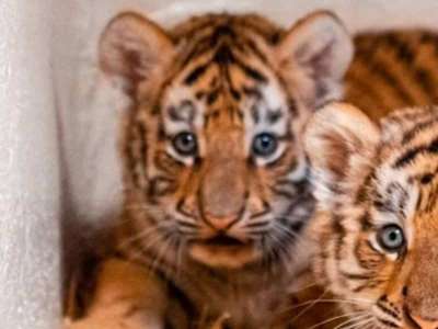 Des bébés tigres naissent dans un zoo d’Ohio