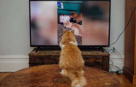 Les vidéos de chats au cœur d’une querelle à Ottawa