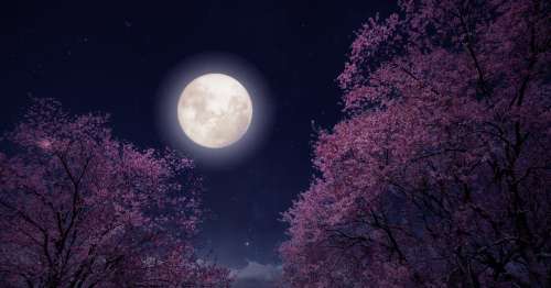 Fleur Lune Signification Spirituelle 2024