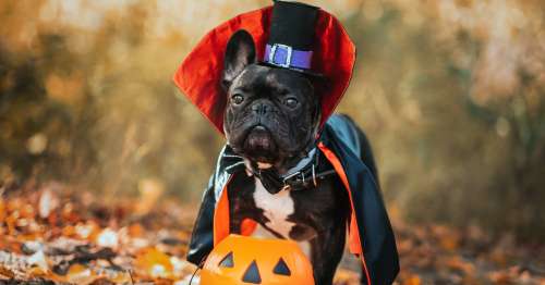 Achetez les meilleurs costumes d’Halloween de Petco pour chiens et chats 2023