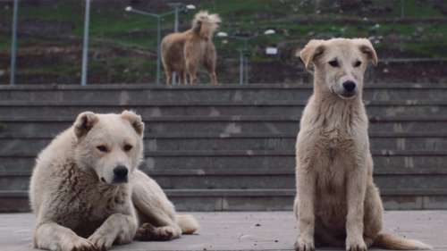 Regardez: Le court métrage «Stray in Kars» d’Elizabeth Lo suit plus de chiens de rue