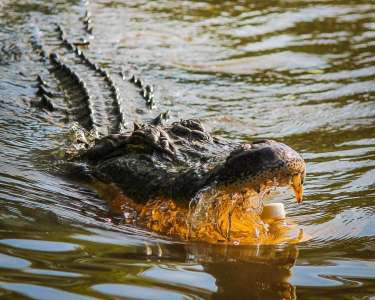 Des crocodiles de près de 8 mètres sèment la terreur et chassent les humains pour se nourrir