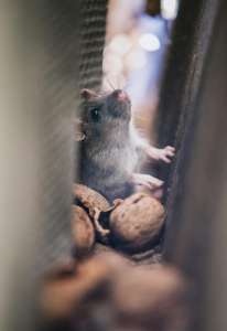 Des rats défoncés à la marijuana sèment le chaos dans un commissariat