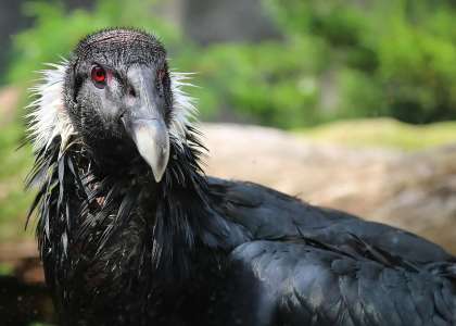 Des vautours agissent de manière complètement folle pour une raison que vous ne devinerez jamais