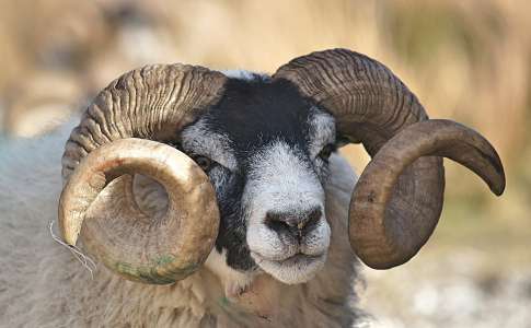 La police forcée d’intervenir contre des moutons sanguinaires après la mort d’un couple dans un enclos