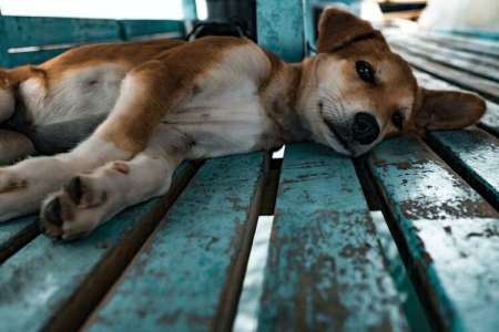 Abandonné sur un balcon par son maître, un chien connaît une fin bouleversante