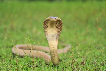 Il se procure un cobra auprès de charmeurs de serpents, la raison est particulièrement cruelle