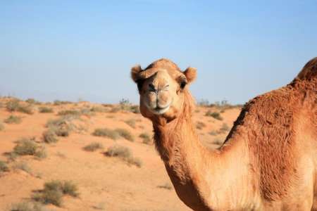 Londres : elle provoque l’hystérie en se baladant avec… son chameau