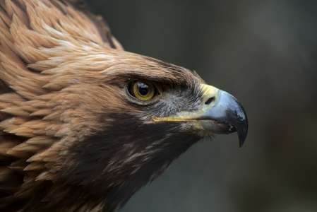 Savoie : un aigle royal s’accroche à un parapentiste en plein vol, la scène qui suit est impensable