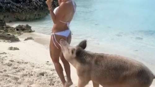 Une «instababe» se fait mordre les fesses par un cochon aux Bahamas