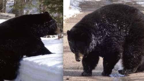 Un premier ours noir tout endormi sort de sa tanière à Saint-Félicien