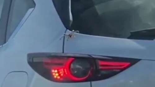 Une araignée géante se glisse dans une voiture