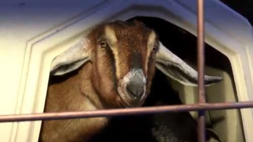 Une petite ville américaine élit une chèvre comme nouveau maire