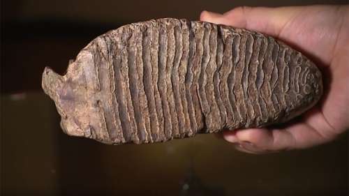 Un garçon trouve une dent de mastodonte vieille de 10 000 ans