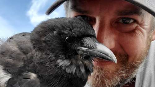 15 000 personnes signent une pétition pour retrouver un corbeau