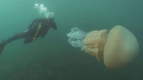 Une plongeuse tombe une méduse presque aussi grosse qu’elle