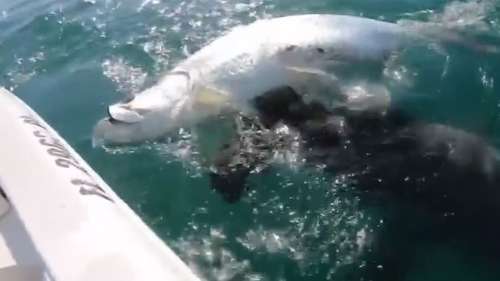 Un pêcheur se fait voler sa prise par un requin-marteau!
