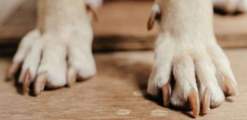 Les médias sociaux réagissent au célèbre “chien parlant” de TikTok qui remet en question son existence