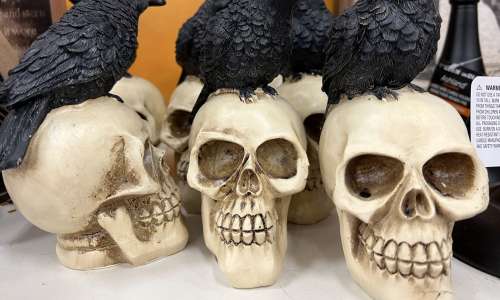 La police de Floride enquête sur un crâne humain trouvé dans un magasin d’antiquités