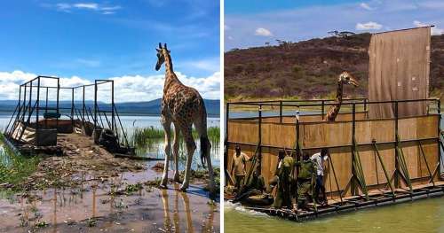 9 Girafes menacées d’extinction ont été sauvées d’une île recouverte par les eaux