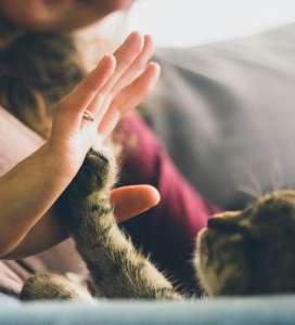 Les chats s’attachent à leur maître comme un bébé à ses parents, selon une étude
