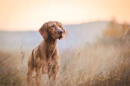 Un bon comportement libéré : découvrez les races de chiens les plus bien élevées de tous les temps