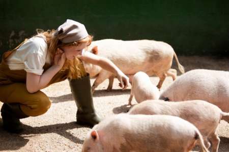 Pigging Out : Parcourir les options pour les aliments pour porcs riches en nutriments